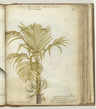 Pinangboom de Jan Brandes