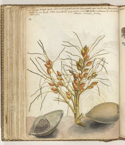 Pinangvruchten de Jan Brandes