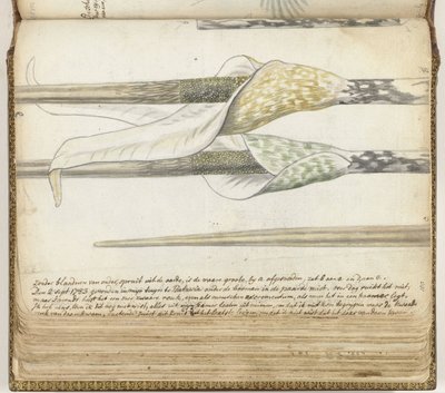 hierba aromática de Jan Brandes