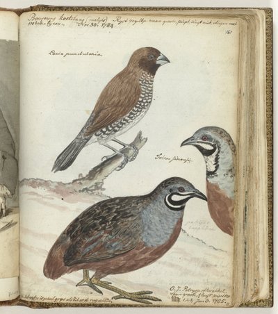 Pájaro de arroz y codorniz de las Indias Orientales de Jan Brandes