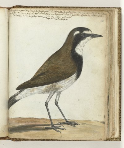 Pájaro Oveja o Ruiseñor del Cabo de Jan Brandes