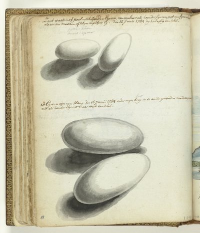 Huevos de tortuga y serpiente de Jan Brandes