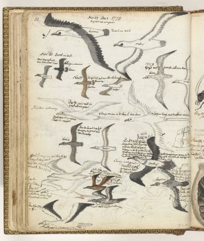 aves marinas de Jan Brandes