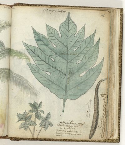 Hoja y fruto de Sukoon de Jan Brandes