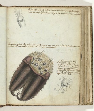 cabezas de araña de Jan Brandes