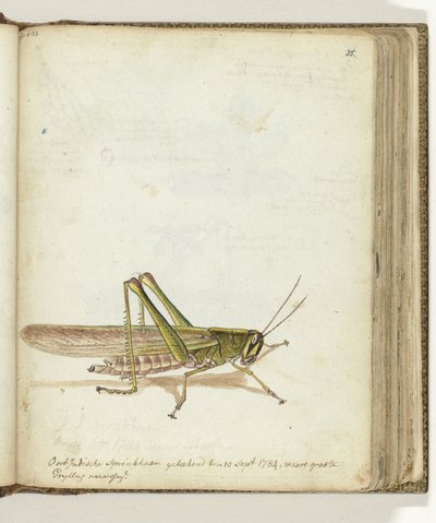 Saltamontes de Jan Brandes