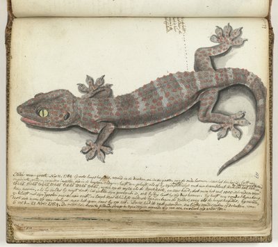 Toque de Jan Brandes