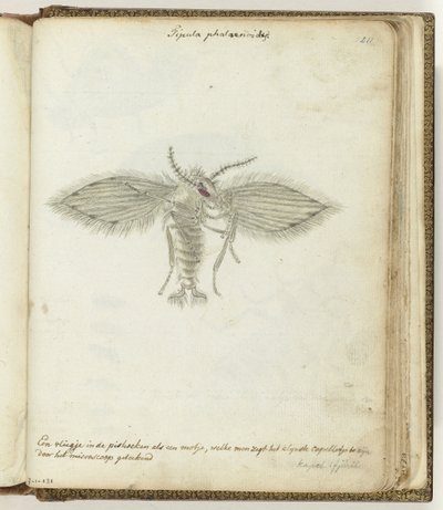 volar de Jan Brandes