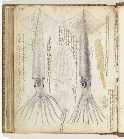 Gatito de mar y gorita de Jan Brandes
