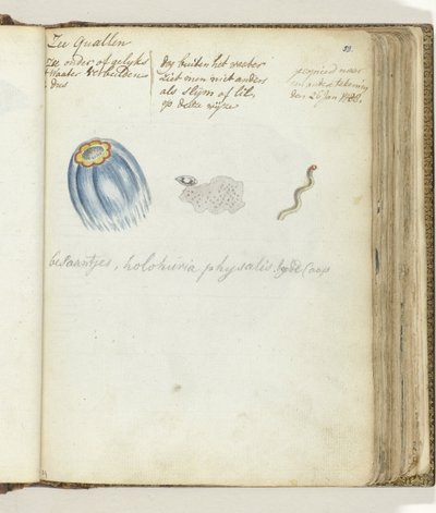 medusas de mar de Jan Brandes