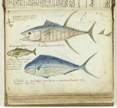 pesca en el mar de Jan Brandes