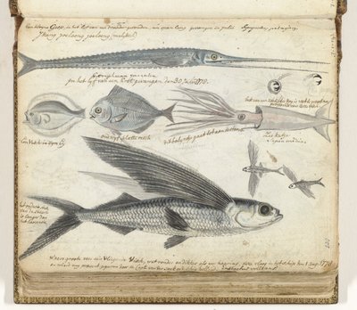 pesca en el mar de Jan Brandes