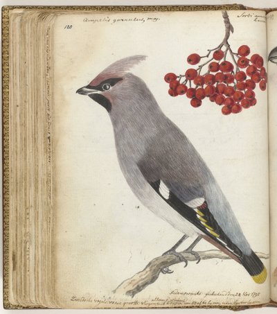 pájaro sueco de Jan Brandes