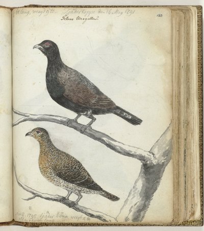 pájaros suecos de Jan Brandes
