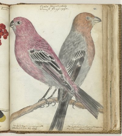 pájaros suecos de Jan Brandes