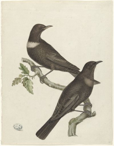 Dos tordos de pico (Purdus torquatus) con un huevo de Jan Christiaan Sepp (possibly)