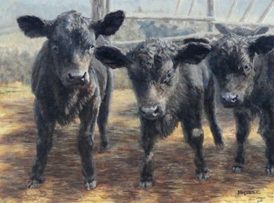 Terneros negros curiosos de Jan Clizer