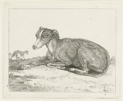 galgos de Jan Dasveldt