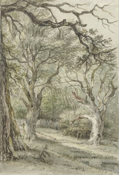 Vista del bosque de Jan Hulswit