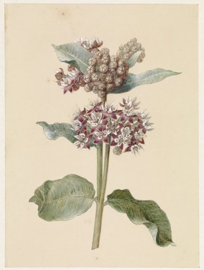 Especies de Asclepias en flor de Jan Jacob Goteling Vinnis