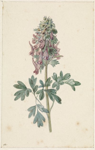 Floración Corydalis bulbosa de Jan Jacob Goteling Vinnis