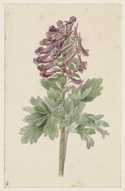 Floración Corydalis bulbosa de Jan Jacob Goteling Vinnis