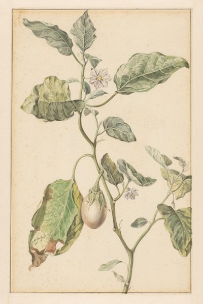 Planta de berenjena (título del objeto) de Jan Jansz. van der Vinne