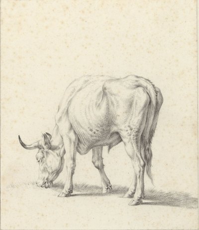 toro de pastoreo de Jan Kobell (II)