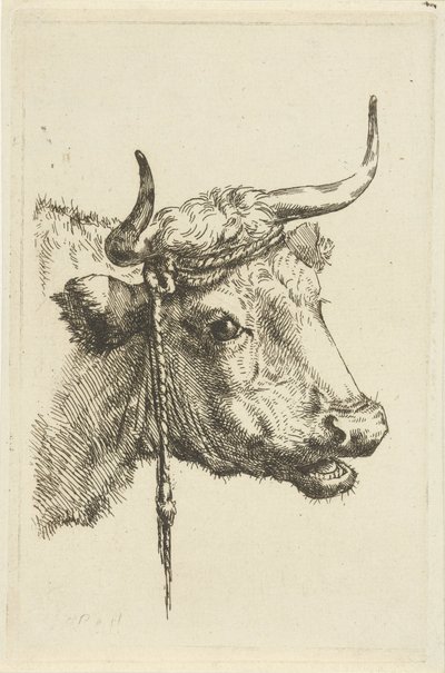 cabeza de vaca de Jan Kobell (II)
