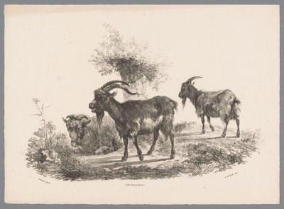 Dos cabras y una oveja junto a un árbol. Beesten Studien por J. Kobell después de Paul Potter Nr. 1 (título de la serie) de Jan Kobell (III)