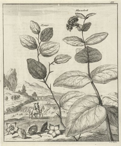 Imagen de dos plantas persas de Jan Luyken