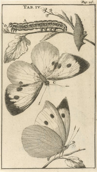 Orugas, pupas y mariposas IV de Jan Luyken