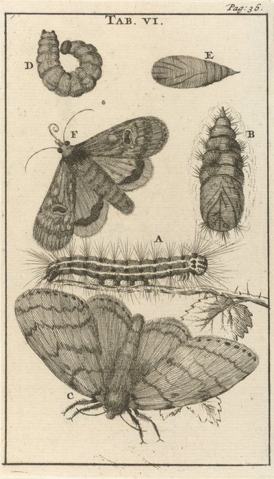 Orugas, pupas y mariposas VI de Jan Luyken