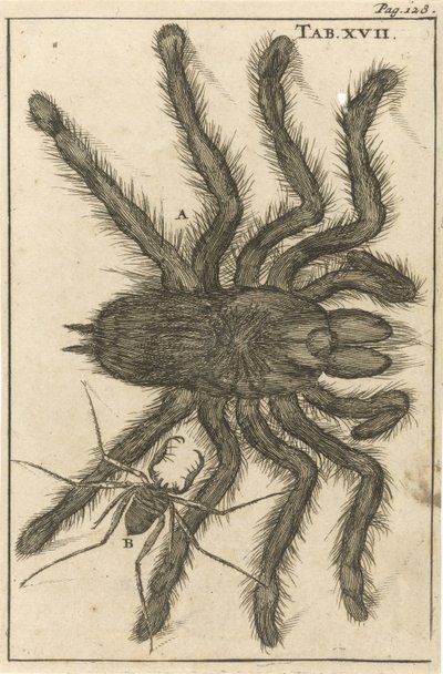 Arañas XVIII de Jan Luyken