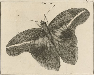 Mariposa gigante de Surinam XIX de Jan Luyken