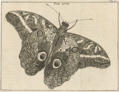 Mariposa gigante de Surinam XVIII de Jan Luyken