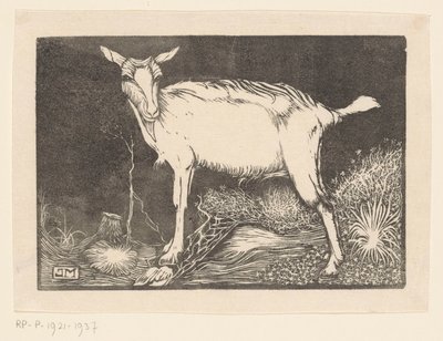 Cabra blanca de Jan Mankes