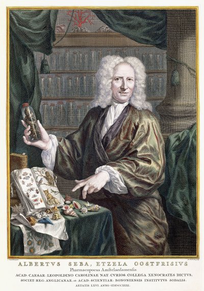Retrato de Albertus Seba, de 