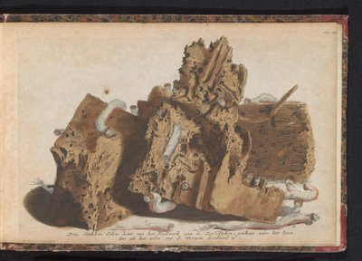 Partes del trabajo de pilotes afectadas por gusanos de barco, 1731 Tres piezas de madera de roble del Paalwerk aan de Zee-Dyken, dibujadas después de la vida tal como fue perforada por los Wurmen (título sobre el objeto) de Jan Ruyter
