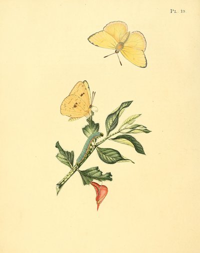 Phoebis sennae (como sin. Papilio hyperici) de Jan Sepp