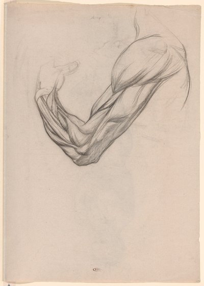 Estudio anatómico de los músculos de un brazo derecho de Jan Veth