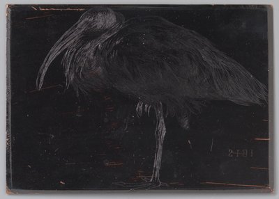 Ibis (título original del objeto) de Jan Veth