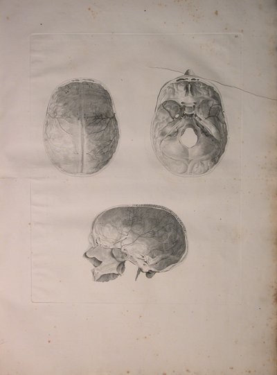 Albinus II, Pl. III, hueso craneal, ilustración de 