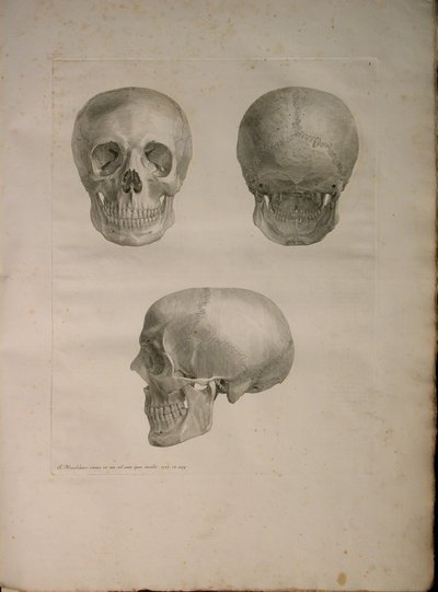 Albinus II, Pl. I, ilustración de 