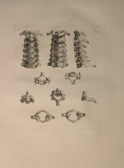 Albinus II, Pl. X: Vértebra cervical, ilustración de 
