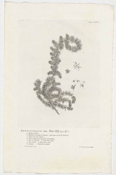 Anthospermum aethiopicum
Anthospermum mas. Hort. Cliff. 455 sp. 1 (título en el objeto) de Jan Wandelaar