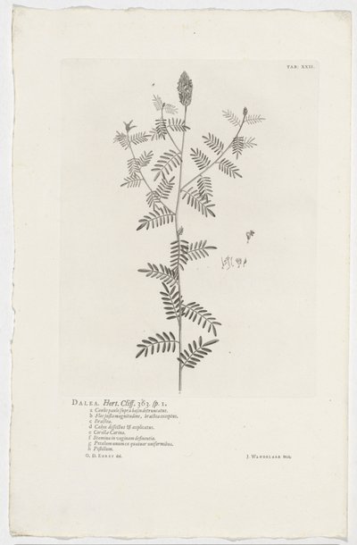 Dalea alopecuroides
Dalea. Hort. Cliff. 363. sp. 1 (título en el objeto) de Jan Wandelaar