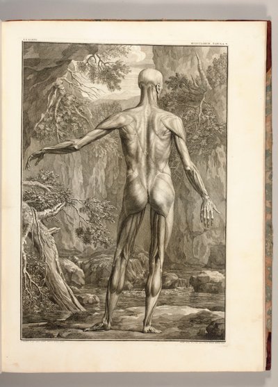 Grabado que representa los grupos musculares de la espalda, 1747 de Jan Wandelaar