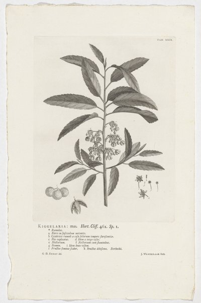 Kiggelaria africana
Kiggelaria: mas. Hort. Cliff. 462. sp. 1 (título en el objeto) de Jan Wandelaar