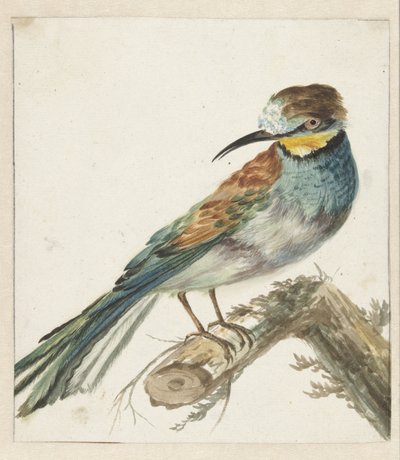 Abejaruco (Merops apiaster) de Jan Baptist Weenix